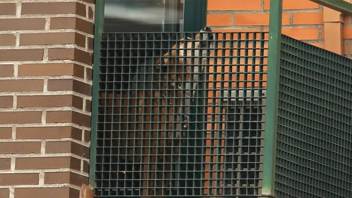 Excalibur, el perro de la auxiliar de enfermería inferctada por el virus del ébola.-