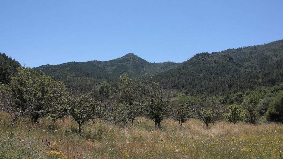 Muchas de las parcelas cuentan con antiguas plantaciones de frutales.-G. G.