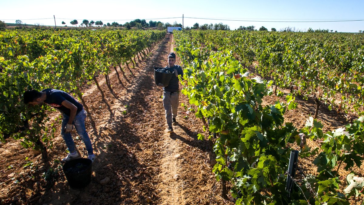 La vendimia se ha adelantado y se deja sentir en los datos del paro de septiembre. TOMÁS ALONSO