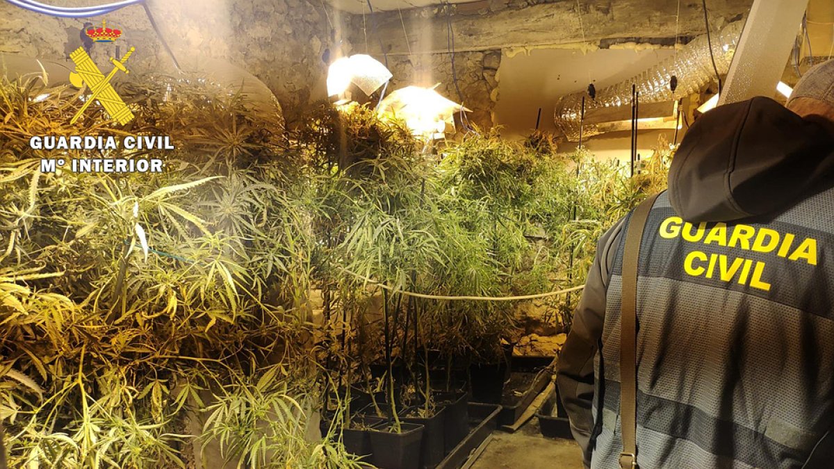 Plantación desmantelada en la operación 'Windon'. GUARDIA CIVIL