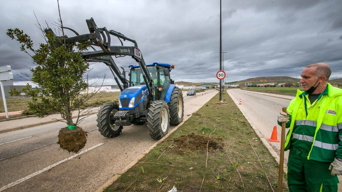 Los árboles de la mediana en la calle Laredo fueron retirados en marzo en previsión de colocar las barracas. TOMÁS ALONSO