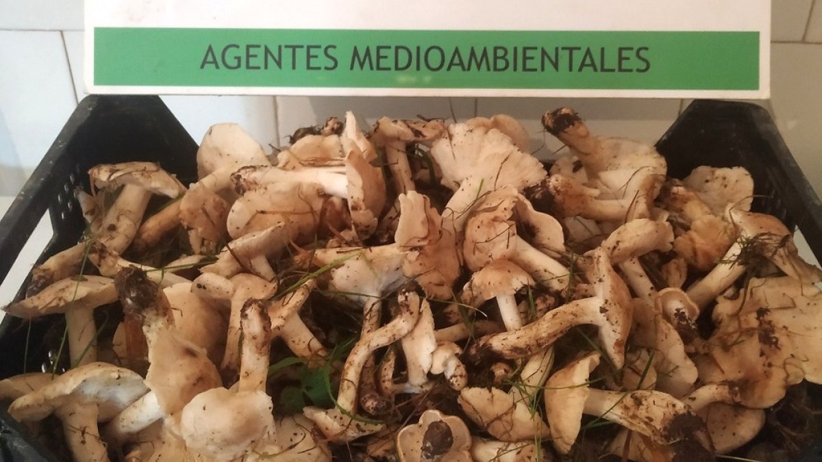 Los perrochicos decomisados en Espinosa. ECB