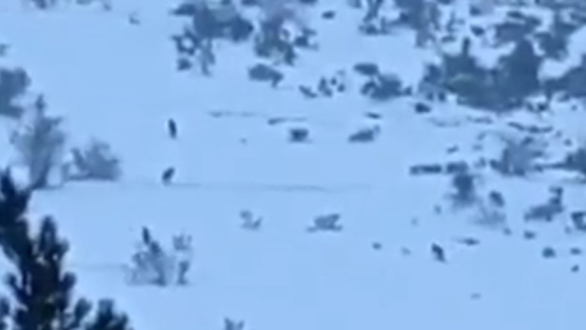 Los lobos recorrieron la ladera de uno de los montes del pueblo y fueron grabados por una persona que los seguía desde lejos.