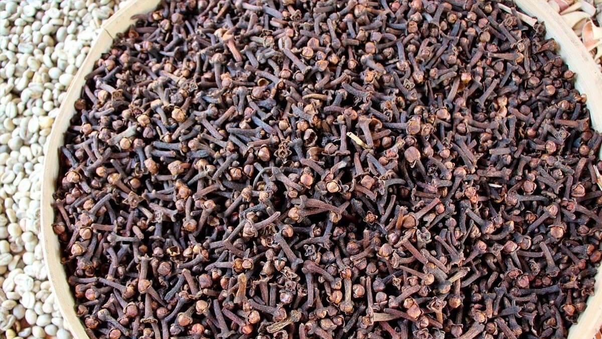 La nao Victoria llegará a Sanlúcar de Barrameda el 6 de septiembre de 1522 cargada de clavo, el oro del siglo XVI.