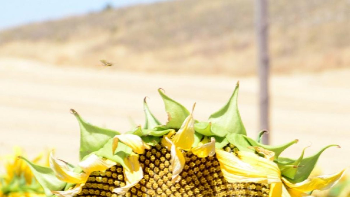 Cultivo de girasol en la comarca agraria de Campo de Gómara.-ÁLVARO MARTÍNEZ