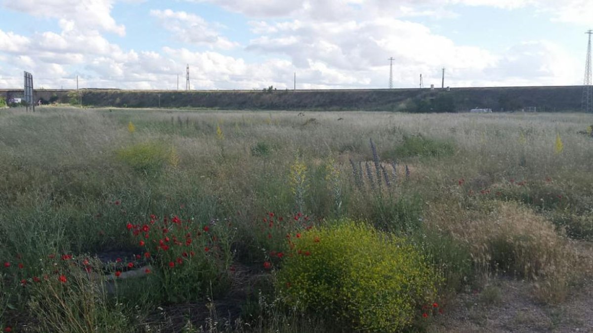 El sector cuestionado se encuentra entre la N-1 y la A-1, antes de la salida Sur de Aranda.-L. V.