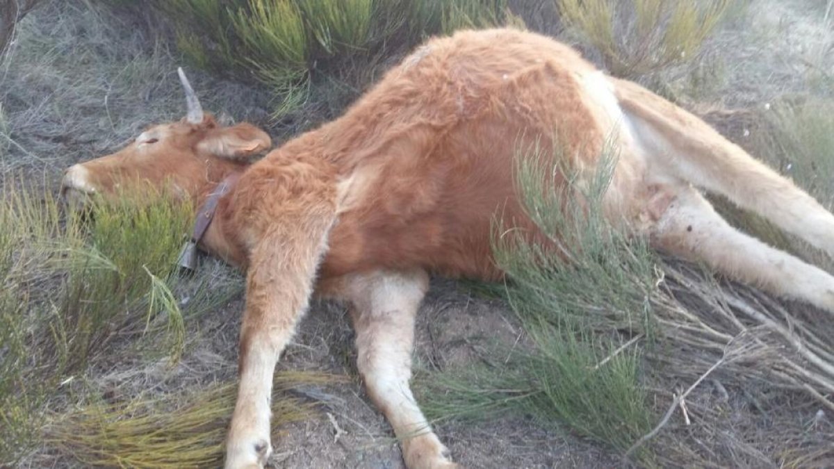 Ataque de buitres a explotación ganadera en la provincia de en La Hija de Dios (Ávila)-ICAL