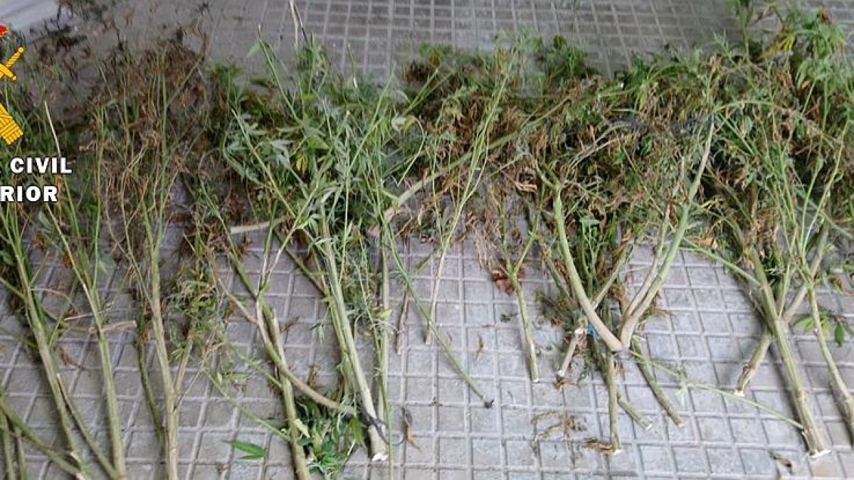 Plantas de marihuana incautadas por la Guardia Civil.-ECB
