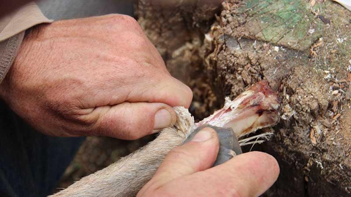 El Cenieh estudia, desde hace 8 años, numerosos fósiles de fauna provenientes de la cueva israelí de Qesem.-ECB