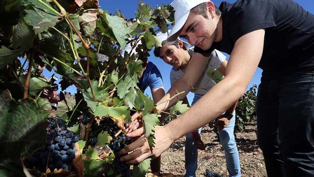 Un grupo de temporeros trabaja en la vendimia en la Ribera del Duero.