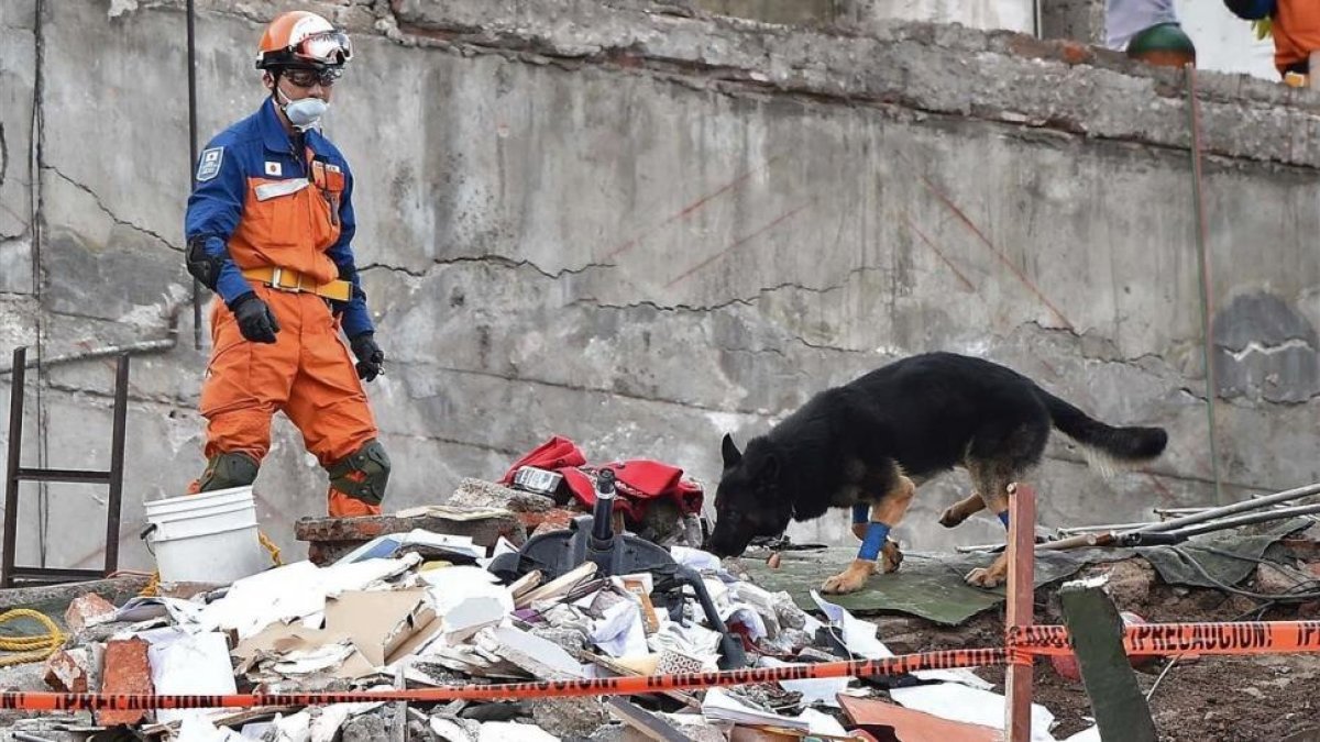 Un rescatista japonés con un perro participa en la búsqueda de supervivientes en un edificio desmoronado en Ciudad de México, el 22 de septiembre-AFP / YURI CORTEZ