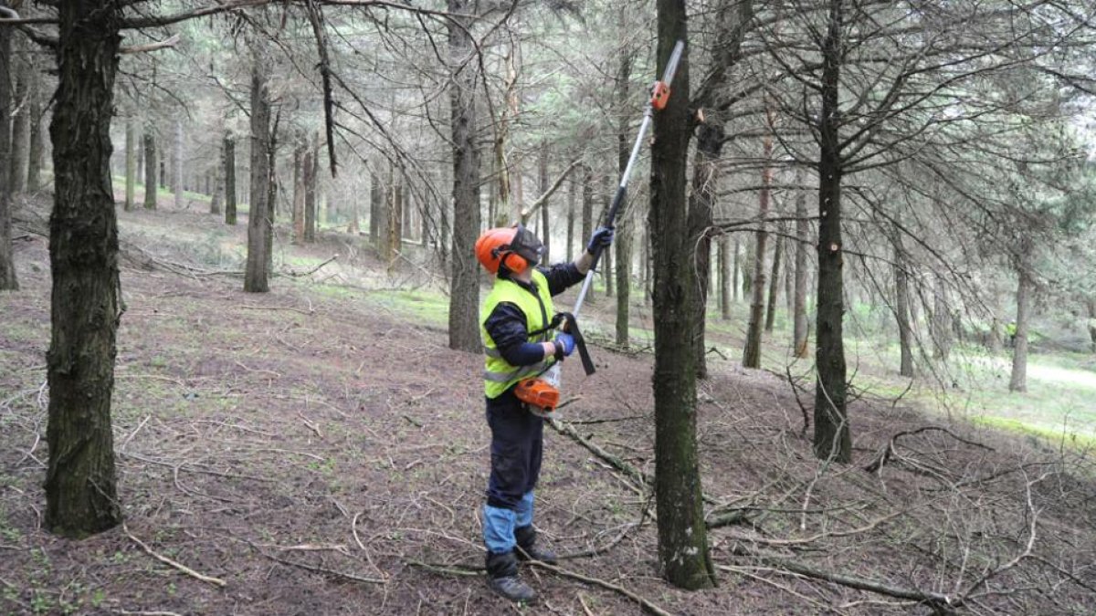Un trabajador en las tareas de poda de ejemplares en el Cinturón Verde del término municipal.-ISRAEL L. MURILLO