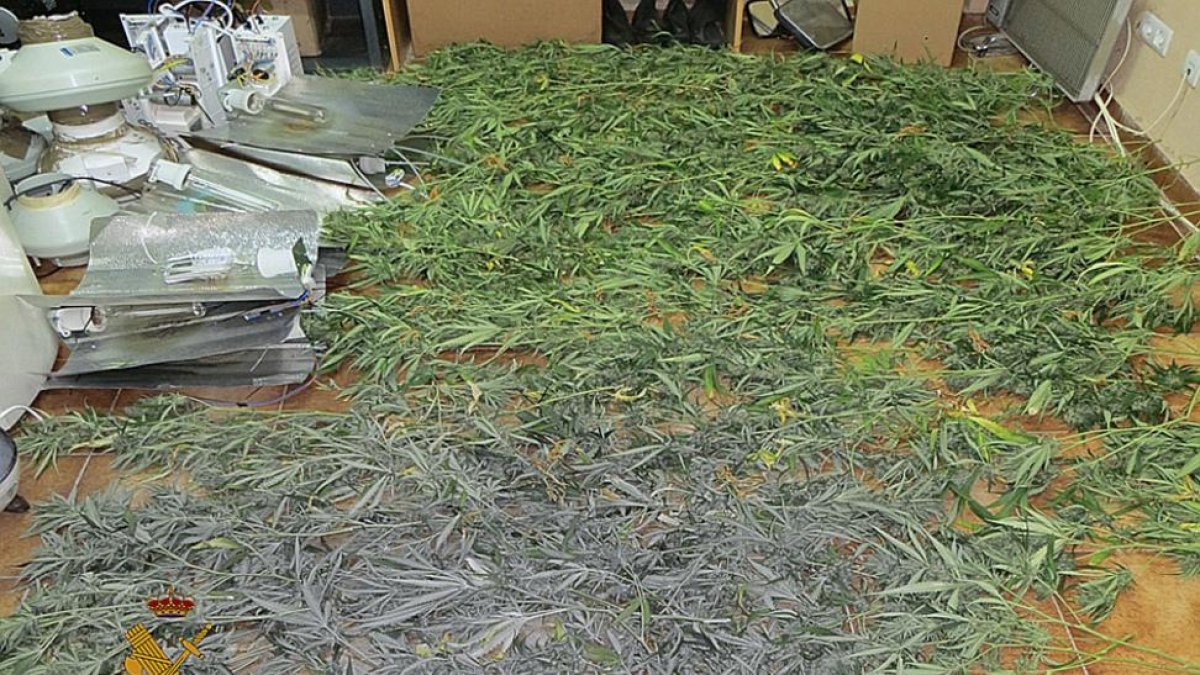 Plantación incautada por los agentes de la Guardia Civil.-