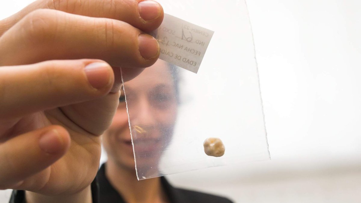 Todo empieza con la entrega de un minúsculo diente de leche. El proceso que siguen es el mismo que aquellos que llevan cientos de miles de años enterrados entre sedimento. TOMÁS ALONSO