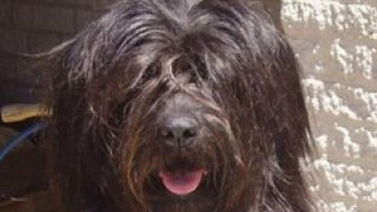 -TWITTER/@BlogVeterinaria