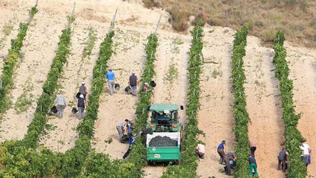 Un momento de la vendimia de este año, en la que participaron 8.300 viticultores y 315 bodegas.-ECB