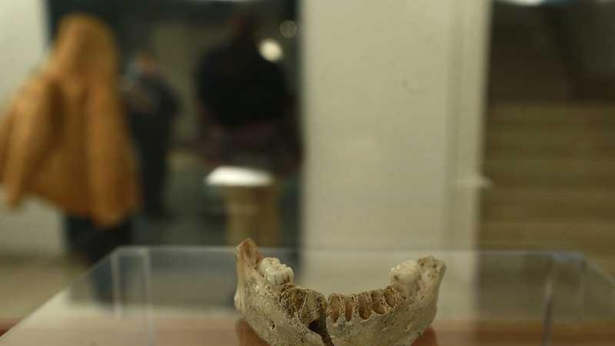 Original de la mandíbula ATA-1 que se expone en el Museo de Burgos.-RAÚL G. OCHOA