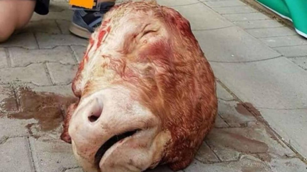 La cabeza de toro que los fans del Dynamo de Dresden lanzaron al terreno de juego.-