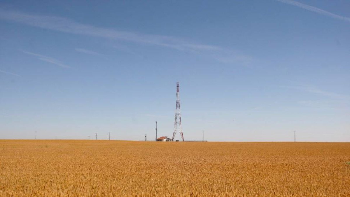 Plantación de trigo en la provincia de Valladolid-Ical