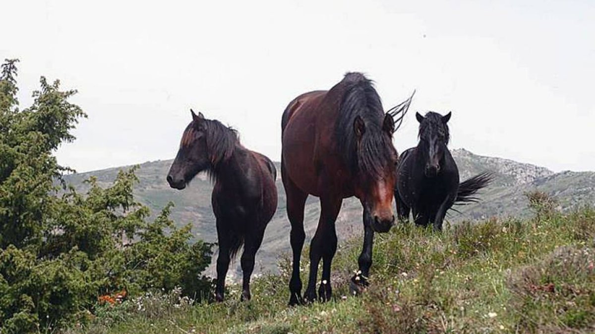 Équidos pertenecientes a la cabaña losina de Pancorbo, utilizados para la monta.-GERARDO GONZÁLEZ