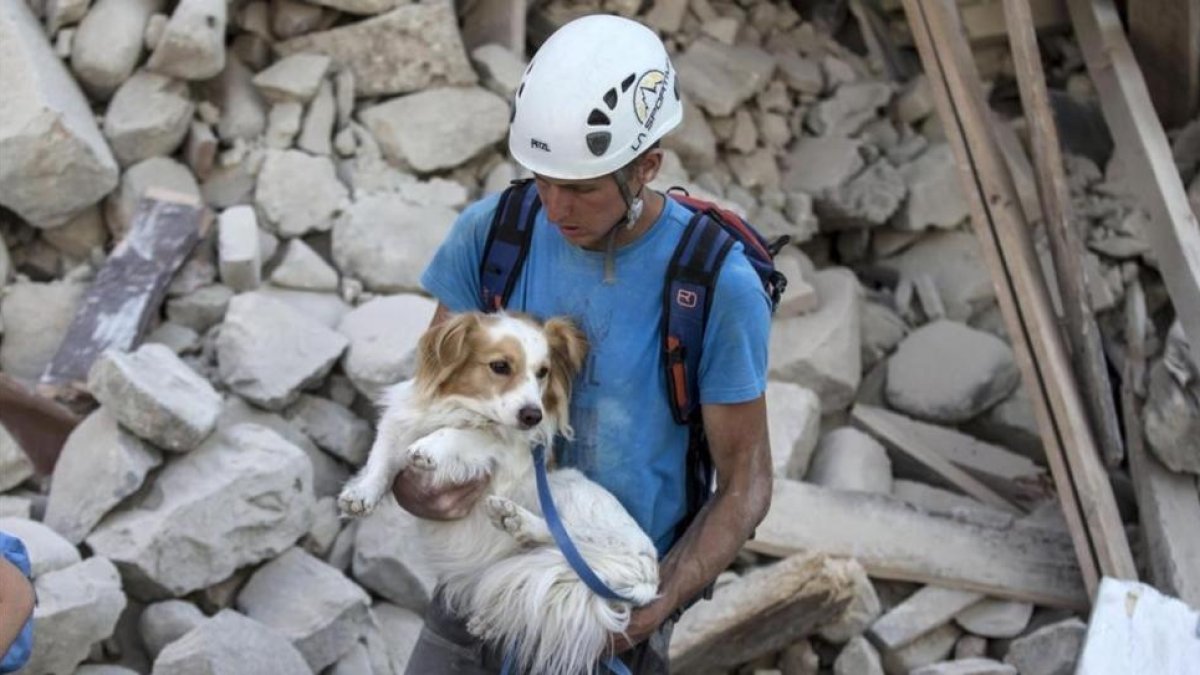 Un voluntario salva a un perro durante los trabajos de rescate tras el terremoto en la localidad de Amatrice en el centro de Italia.-MASSIMO PERCOSSI / EFE