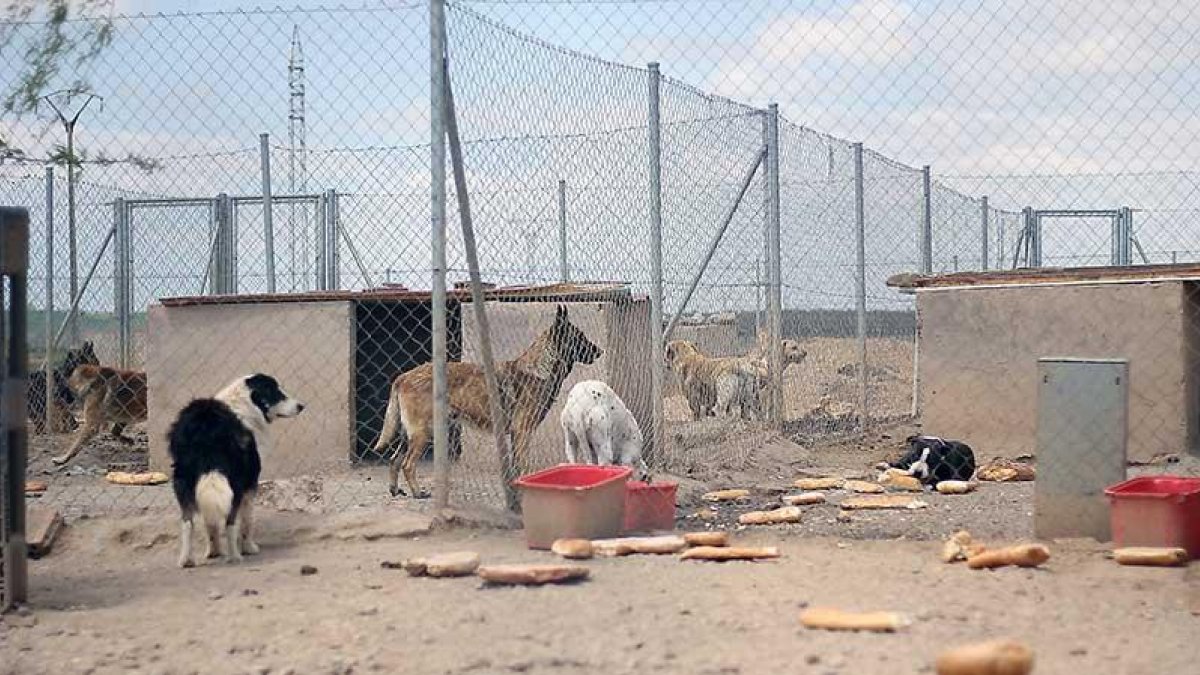 Etxaurren hizo fotografías durante su visita para testimoniar las condiciones en las que se encuentran los perros.-E. M.