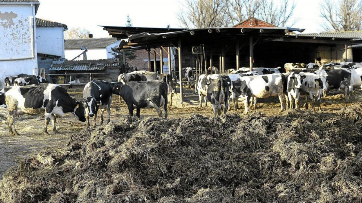 Granja de vacas. ECB