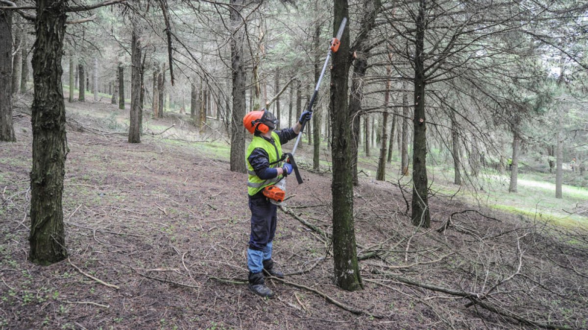 Los trabajos forestales se suelen realizar con las cuadrillas que se contratan con los planes de empleo. ISRAEL L. MURILLO