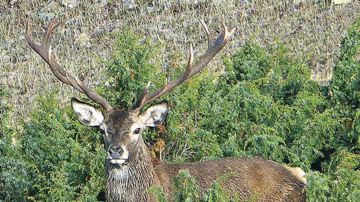 Un ciervo en plena época de berrea.-A. HERVÁS