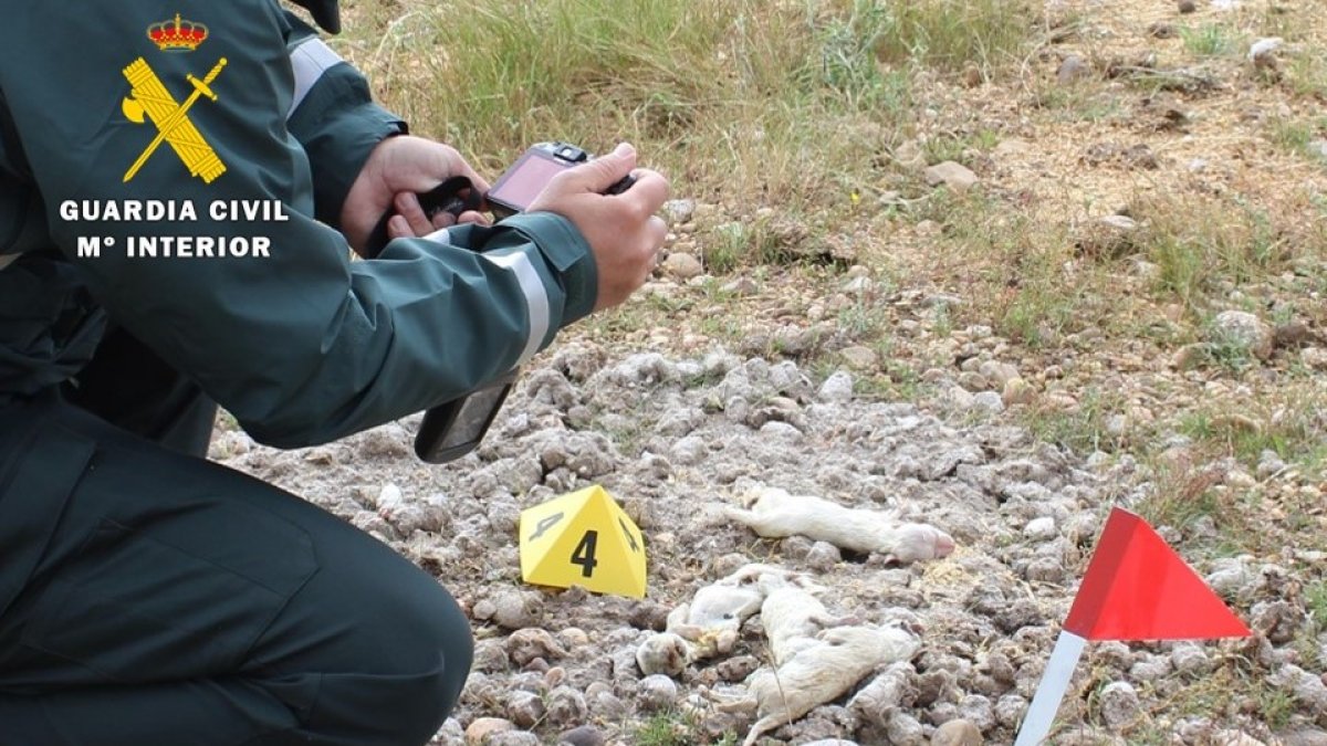 Imagen de los cadávares de los cachorros. GUARDIA CIVIL