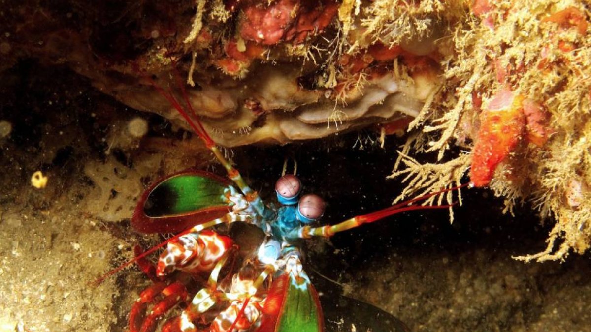 Mantis, un singular ser de extraordinarios colores.-LIVINGSTONE DIVERS BURGOS