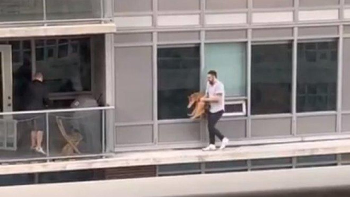 Captura del vídeo donde se ve al hombre que rescata a su gato caminando por una estrecha cornisa, en Toronto.-INSTAGRAM