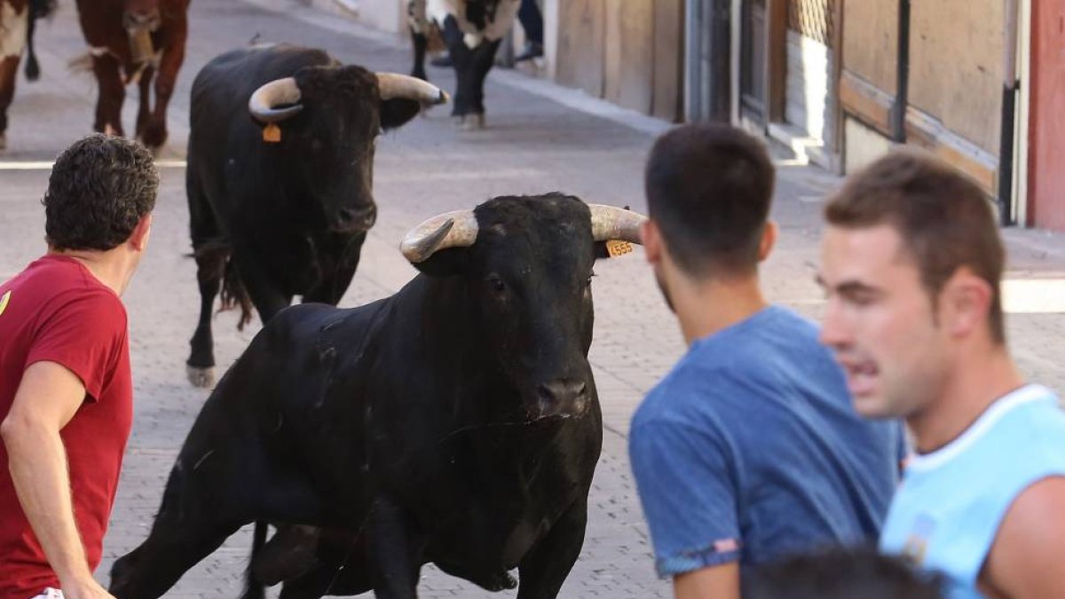 Los novillos de la ganadería Coquilla de Sánchez Arjona, protagonizan el primer encierro de Cuéllar (Segovia)-Ical