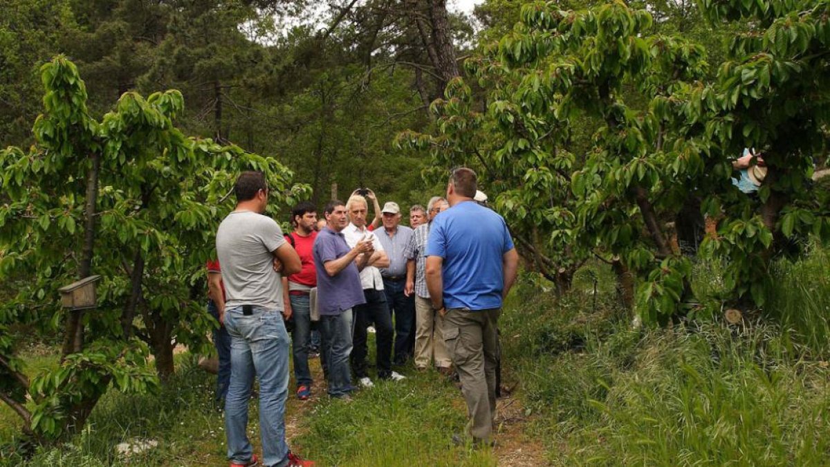 Los fruticultores bercianos y caderechianos intercambiaron experiencias a pie de los cerezos.-G.G.