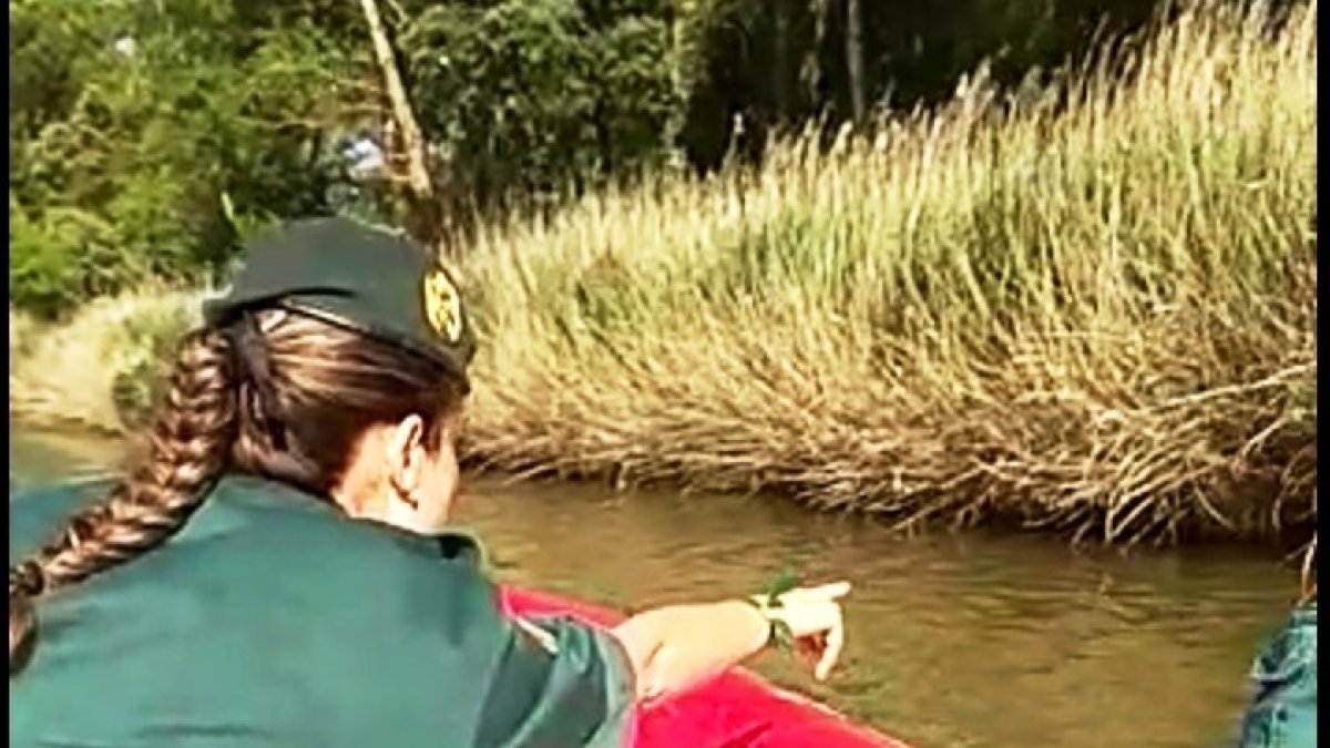 Los biólogos y la Guardia Civil encuentran nuevos rastros del cocodrilo de Valladolid
