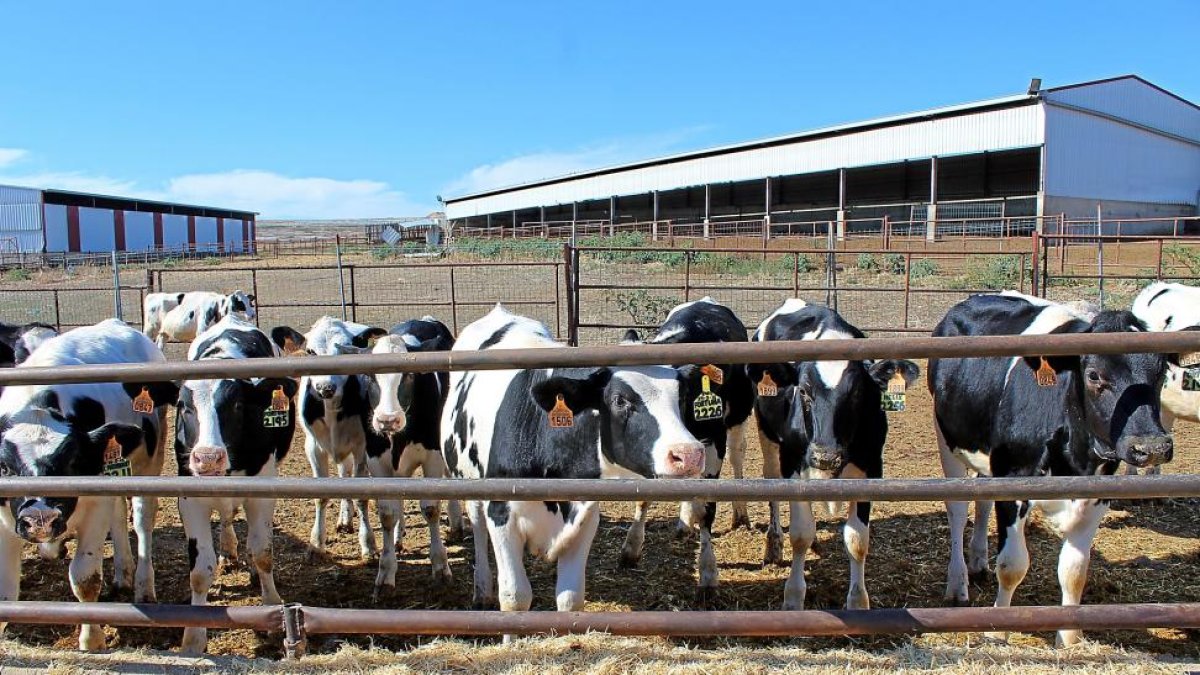 Explotación de vacuno de leche de Valladolid en la que se han realizado importantes inversiones estos años.-E. M.