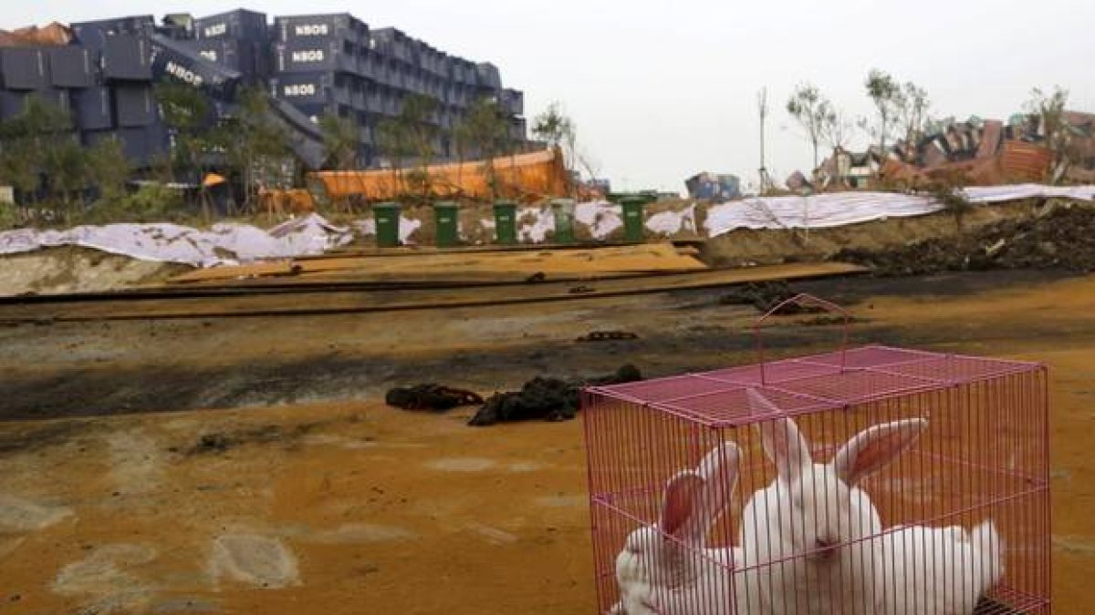 Una caja con conejos dejada en la zona de la explosión para probar si hay riesgo de morir.-CHINA STRINGER NETWORK / REUTERS