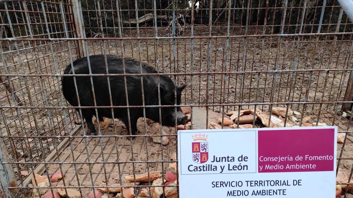 Agentes medioambientales de la Junta capturan un cerdo vietnamita en Aranda. JCyL