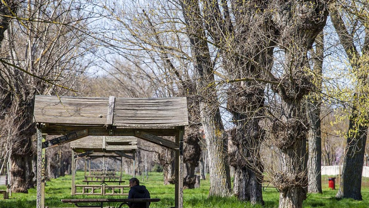 Sustituirán piezas de chopo de producción por especies con más interés paisajístico. RAÚL G. OCHOA