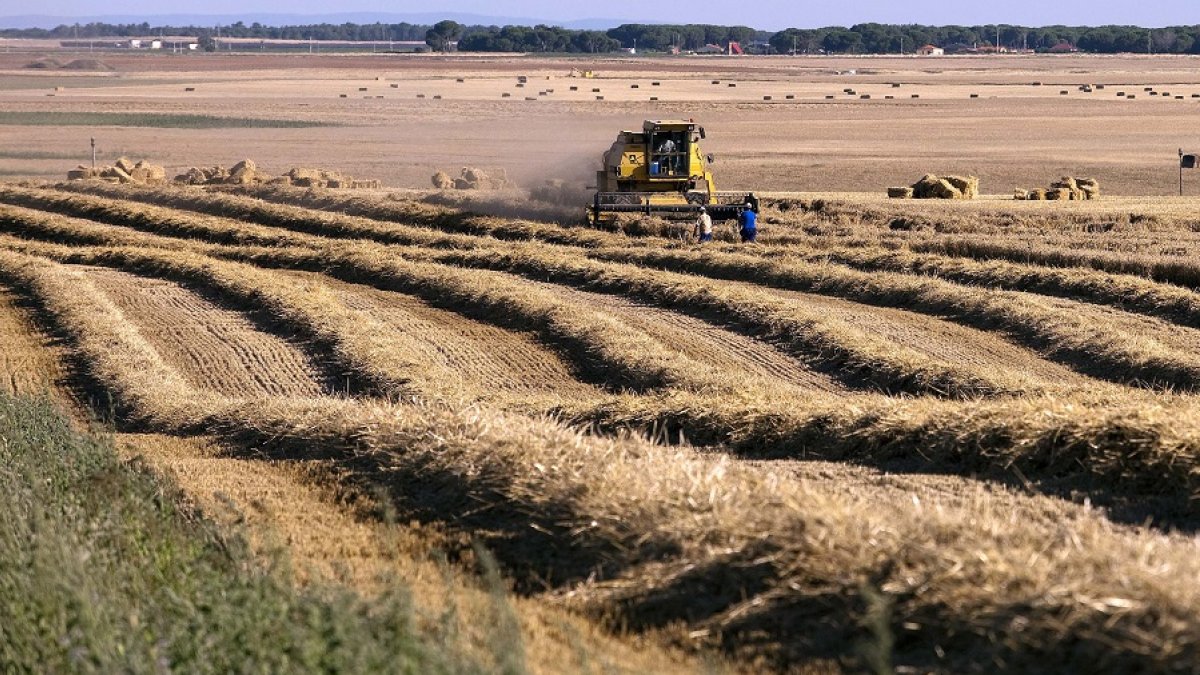 El campo de Castilla y León atraviesa un momento clave para la campaña cerealística con la cosecha. ICAL
