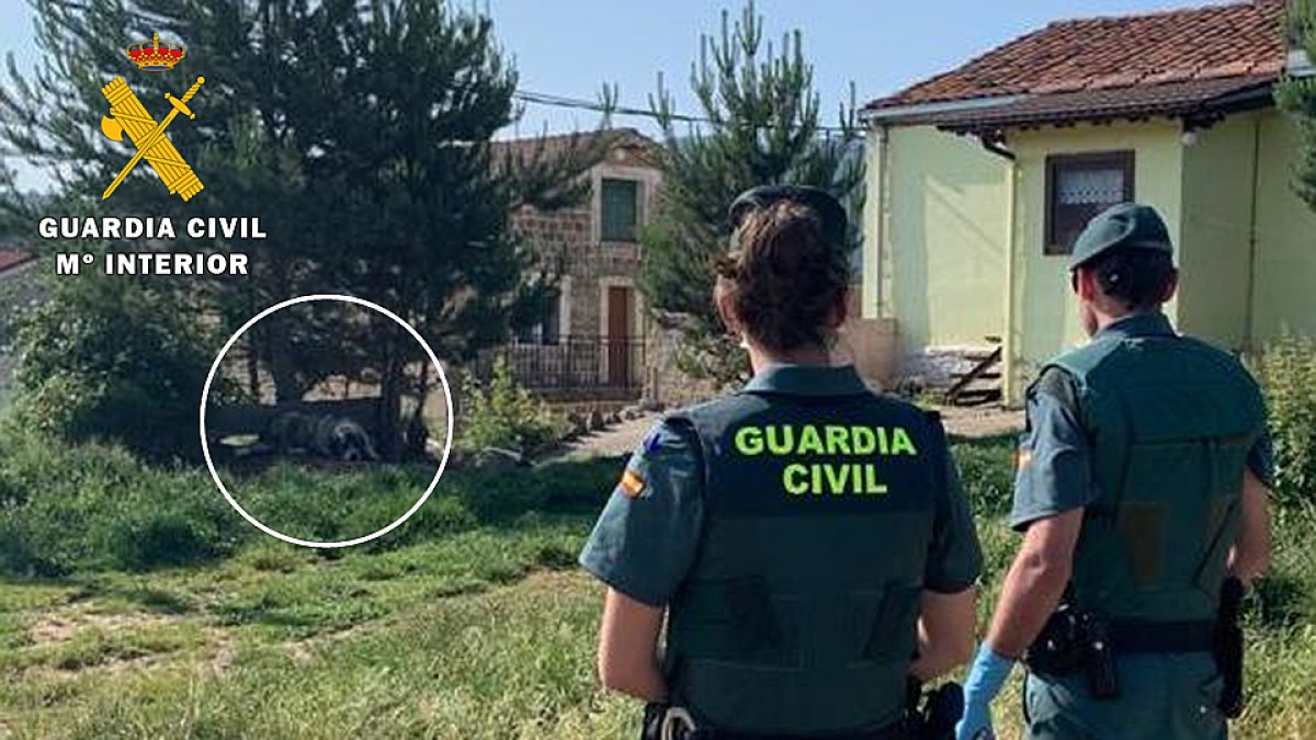 Agentes de la Guardia Civil en la intervención de los mastines en Regumiel. GUARDIA CIVIL.