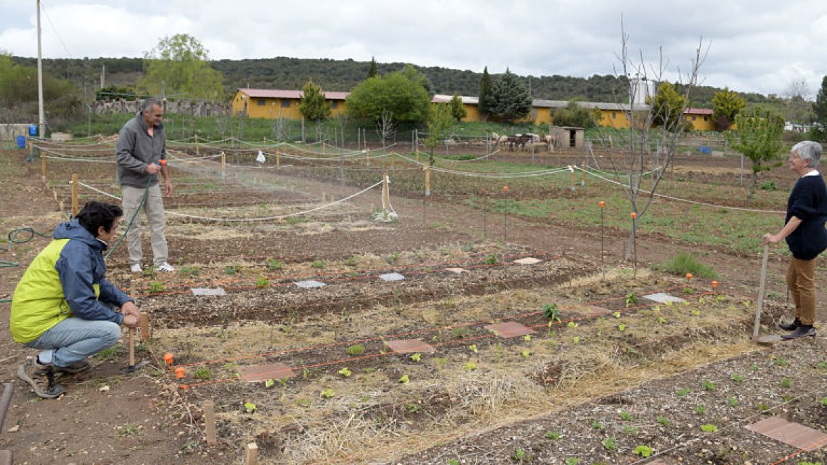 Proyecto ‘Huertos Sostenibles’, en Covarrubias en que por el momento se cultivan lechugas, cebollas y patatas. ICAL