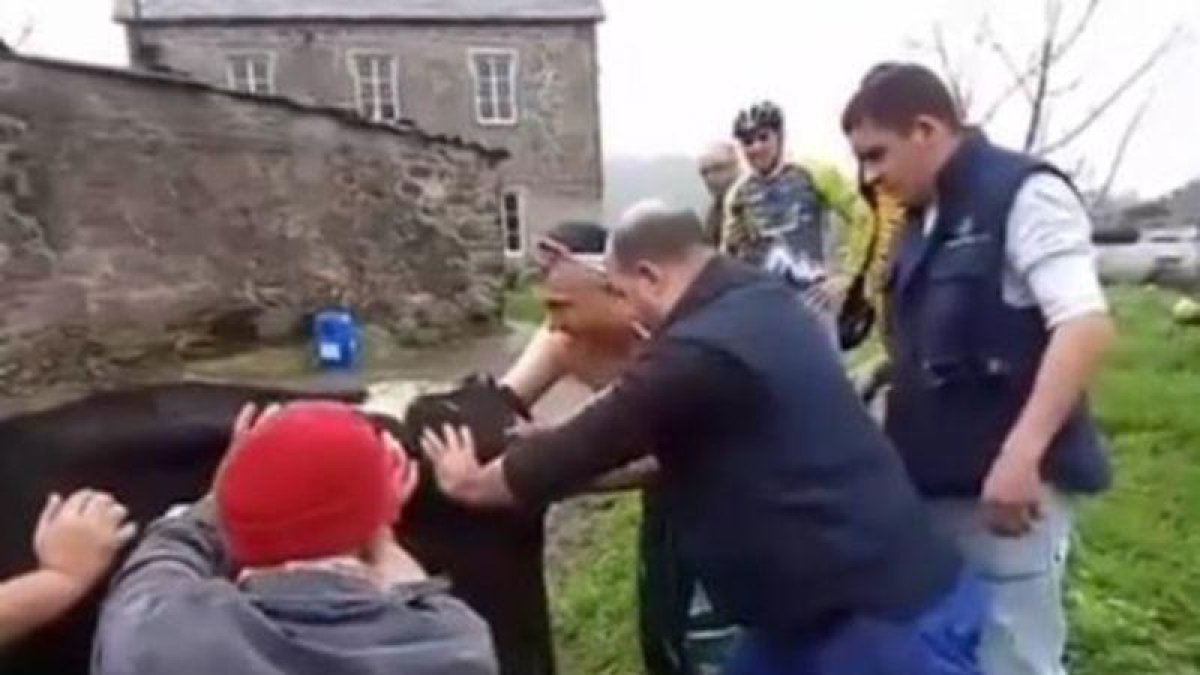 El grupo de ciclistas paró y pudo ayudar a que la vaca diera a luz.-