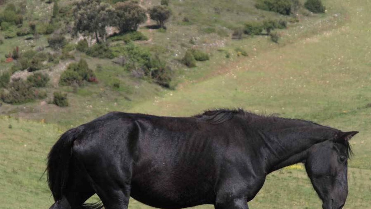 El empeño de Ricardo de Juana por preservar la raza le llevó a encontrar 32 de ejemplares puros hace tres décadas, marcando así el inicio de un proyecto de protección que se mantiene hoy-G. G.