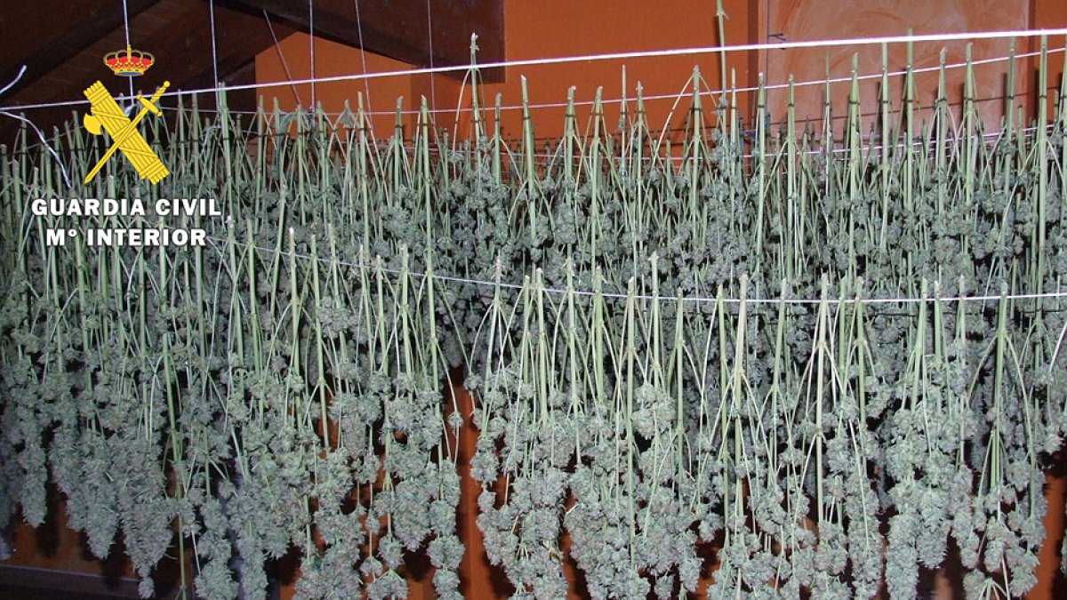 Imagen de las plantas incautadas. GUARDIA CIVIL