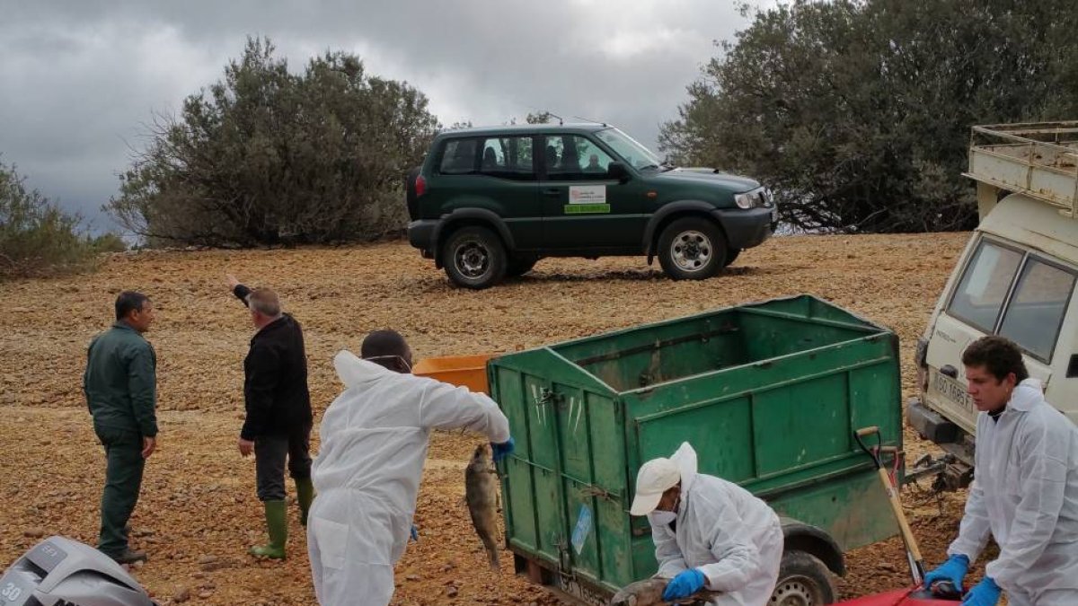 Operarios de la Junta con la ayuda de la embarcación de la CHD, recogen carpas muertas del embalse de La Cuerda del Pozo .-Ical