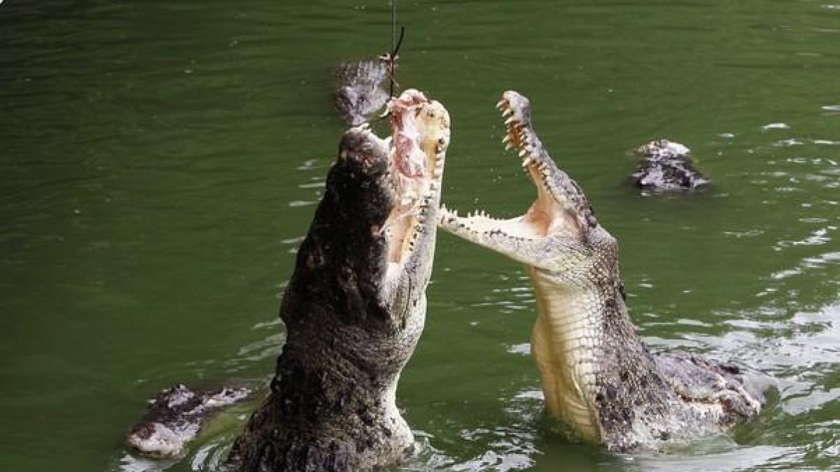 Unos cocodrilos saltan para alcanzar un trozo de comida en una granja de Pattaya (Tailandia).-SUKREE SUKPLANG / REUTERS