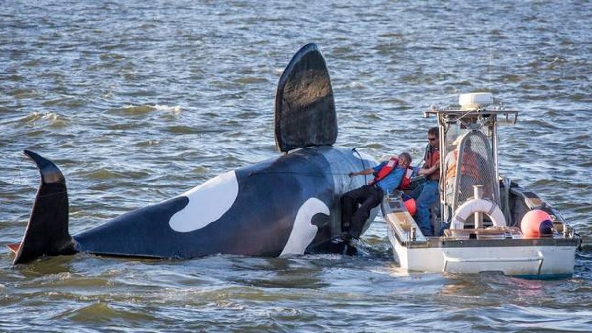 La falsa orca es remontada por un barco pesquero tras quedarse boca arriba, cerca del puerto de Astoria.-Foto: AP