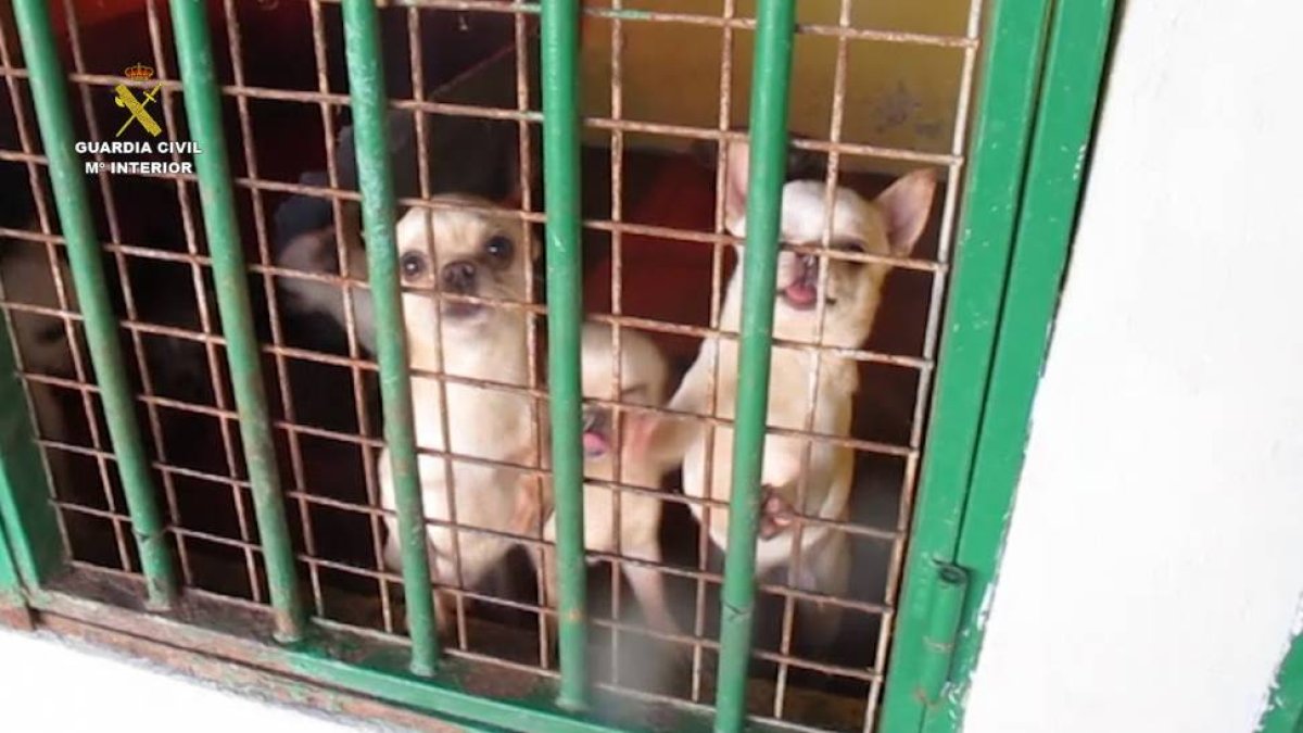 Animales en una de las instalaciones en que ha intervenido la Guardia Civil.-ECB