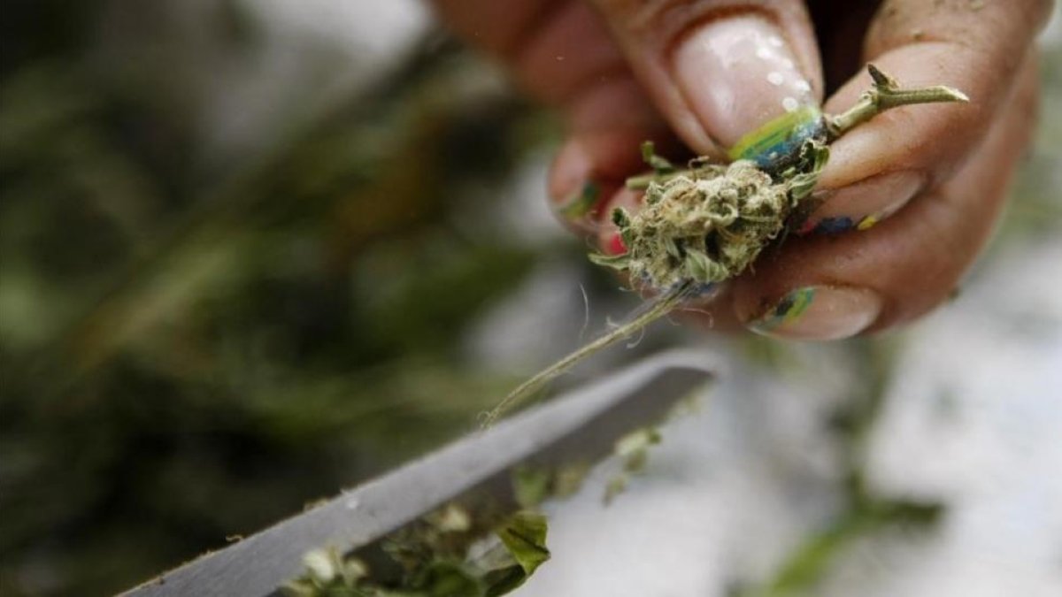 Planta de marihuana en Colombia.-EFE / CHRISTIAN ESCOBAR MORA